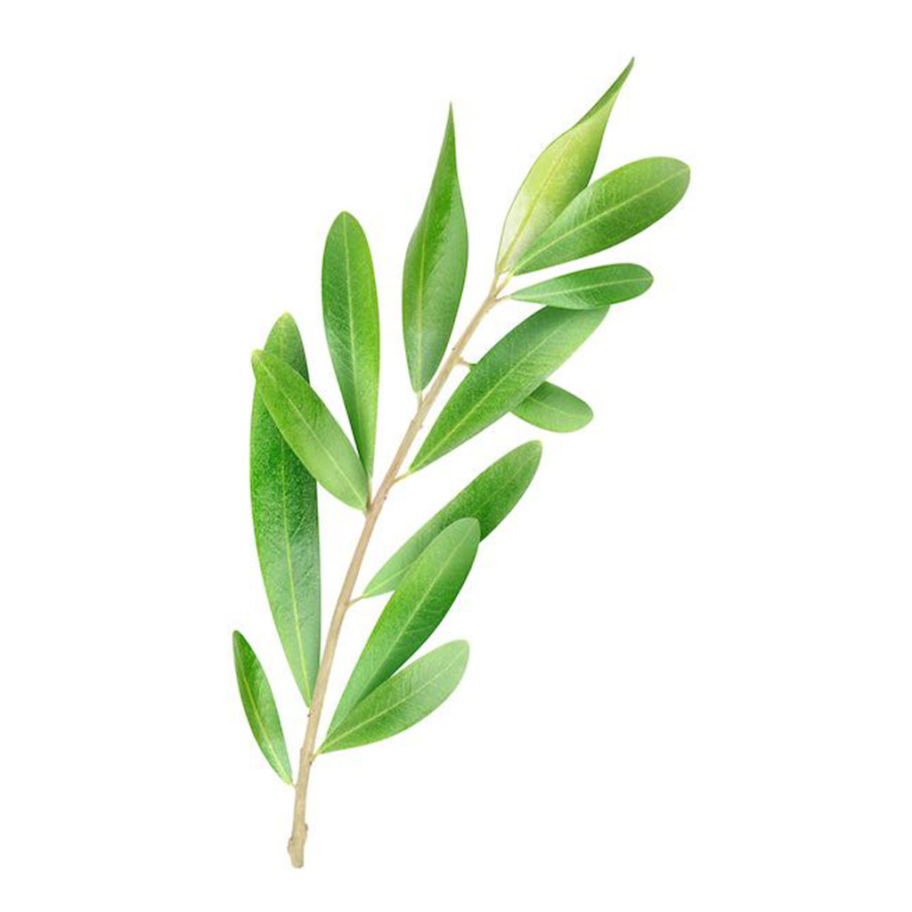 Extracto de hoja de olivo